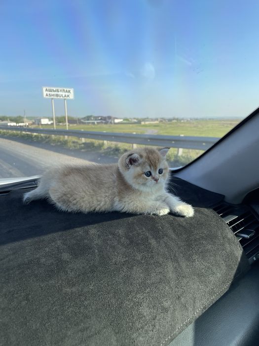 Британская шиншилла золото