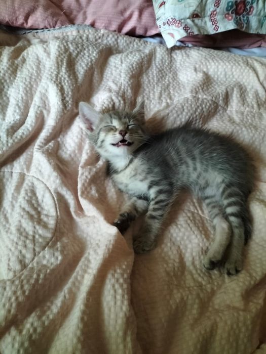 Котенок, МАЛЬЧИК