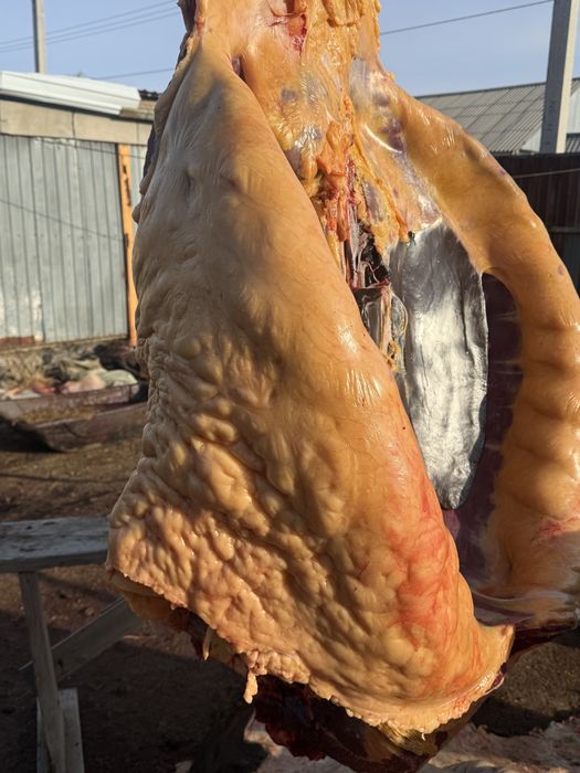 Жылқы лощадь бие байтал