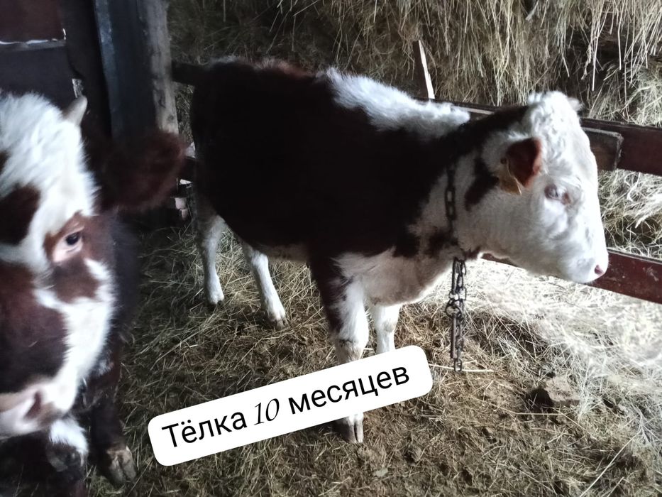 Продаются телята