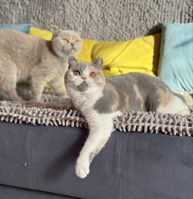 Отдам кошку в добрые руки