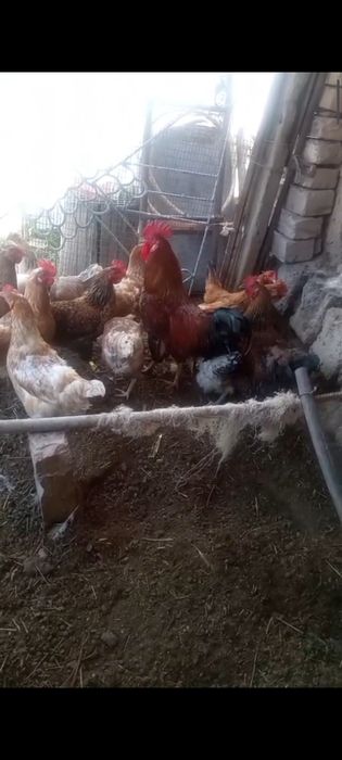 Тауықтар  тауықтар тауықтар