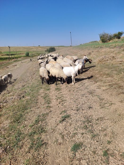 Oi carabase de Teleorman
