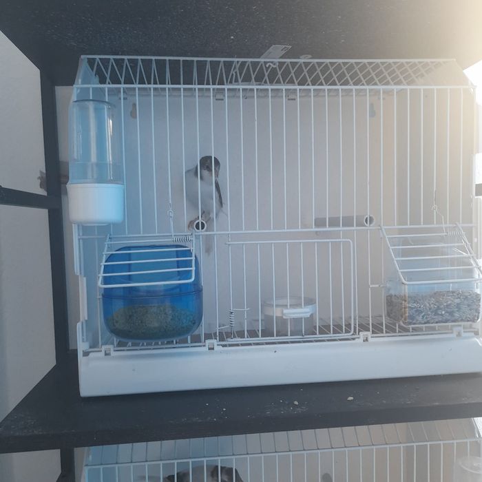 Vând Timbrado spaniol