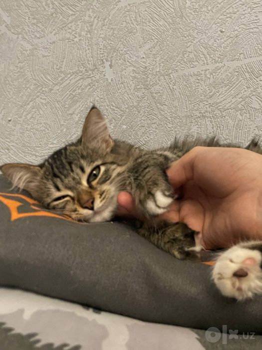 отдаю даром котенка 4 месяца