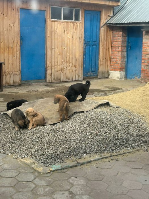Отдам щенят даром.