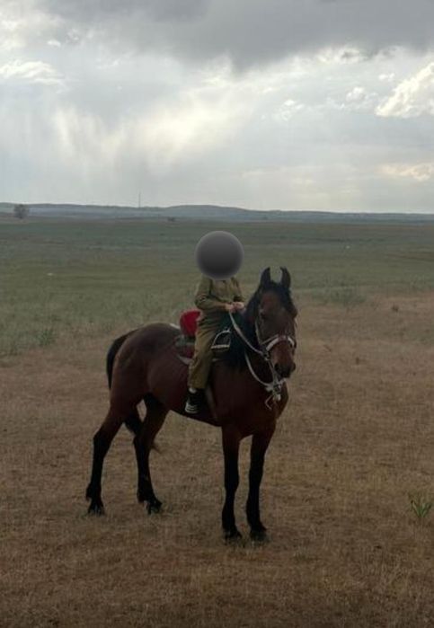 Айғыр сатылады командалық көкпарға