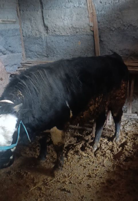 Бычок продается,бұқа сатылады