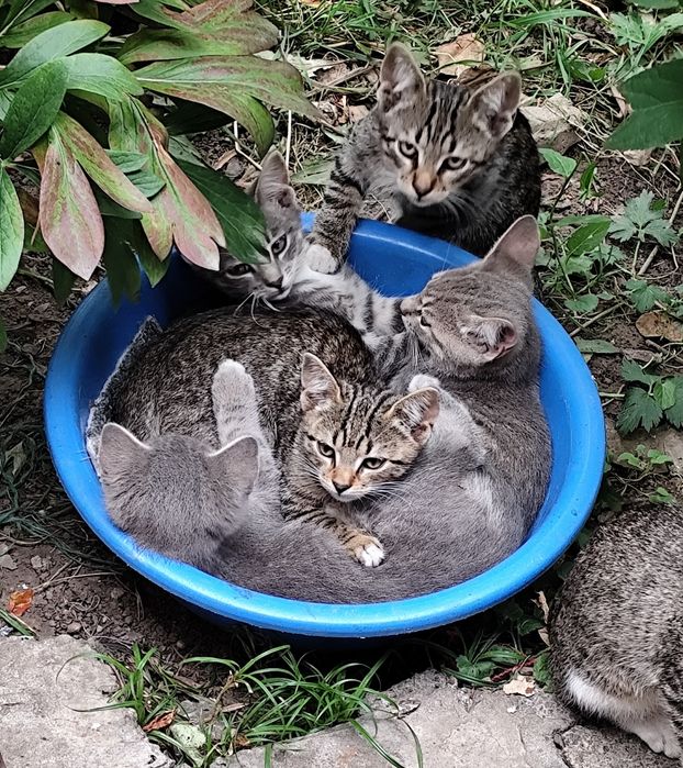Pisoi caută casă