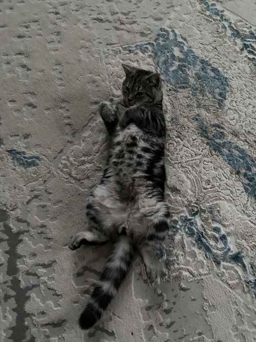 Пропал кот дэнни