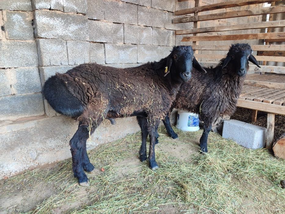 Қошқарлар бар срочно