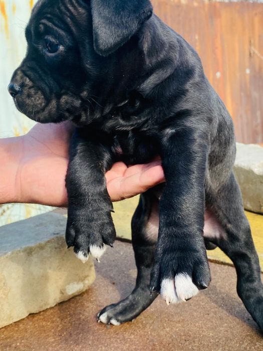 Продам щенков Питбуля