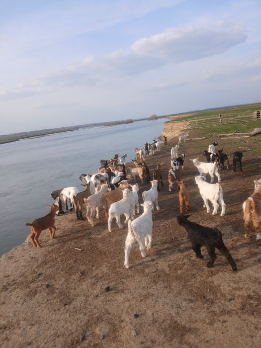 Vând iezi pentru taiat