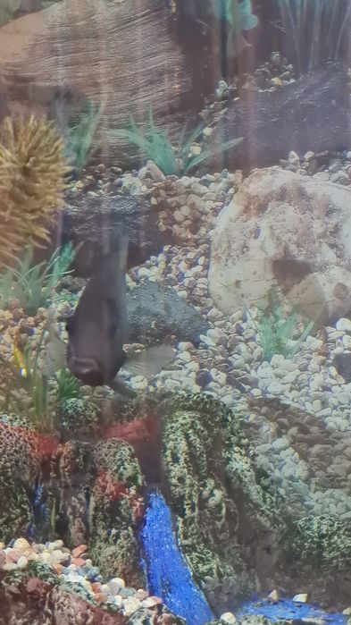 Продам большой шикарный аквариум