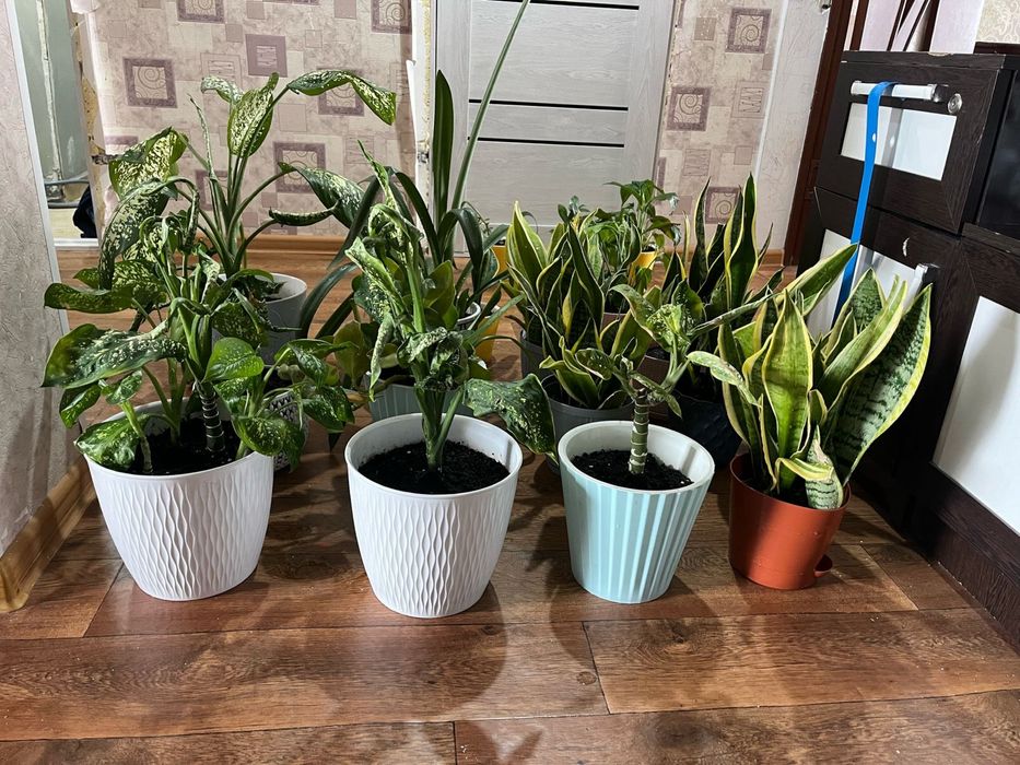 Цветы комнатные 3000тг. - 5000 тг