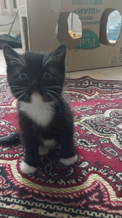 Отдам котят в добрые руки