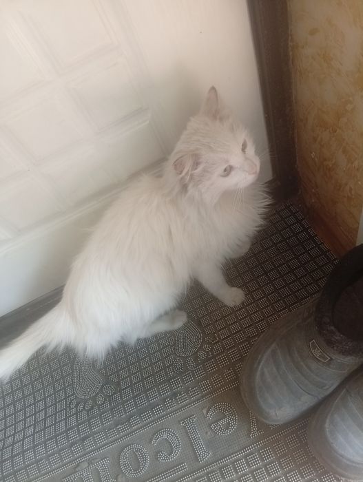 Отдам кошку в добрые руки!