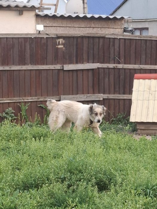 Продам алабая девочка