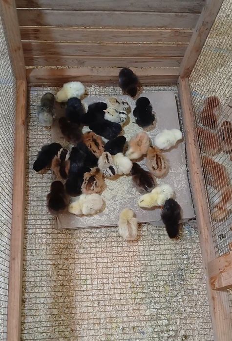 Хонаки товук жужалари сотилади