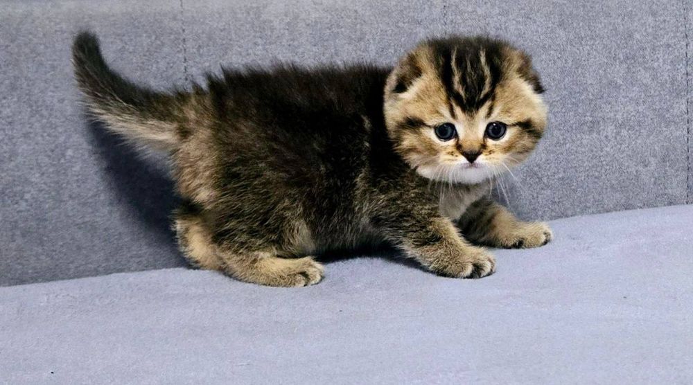 Шотландский Скотиш фолд