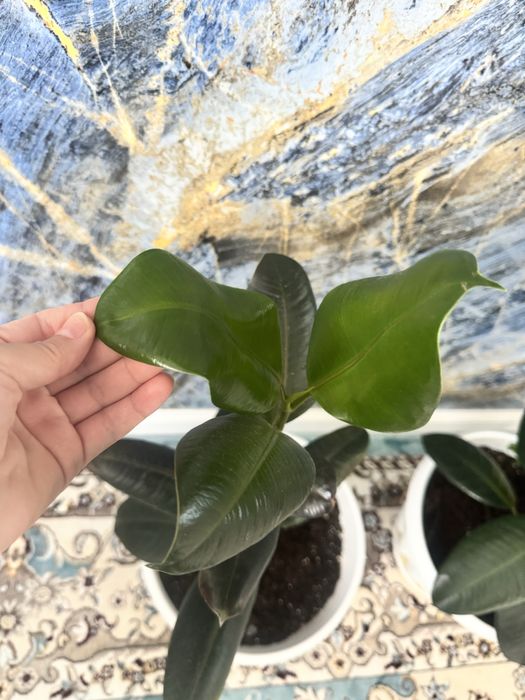 Фикусы два в горшках белых