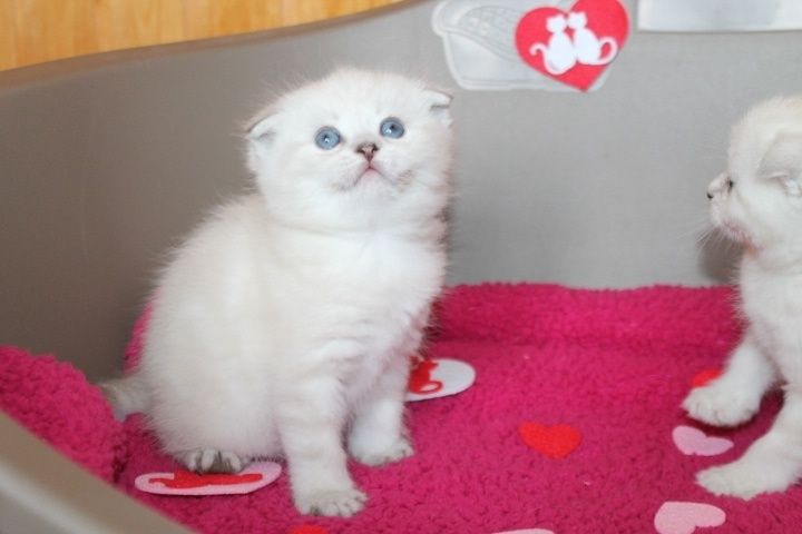 Шотландские Вислоухие/Прямоухие малыши скоттиш фолд