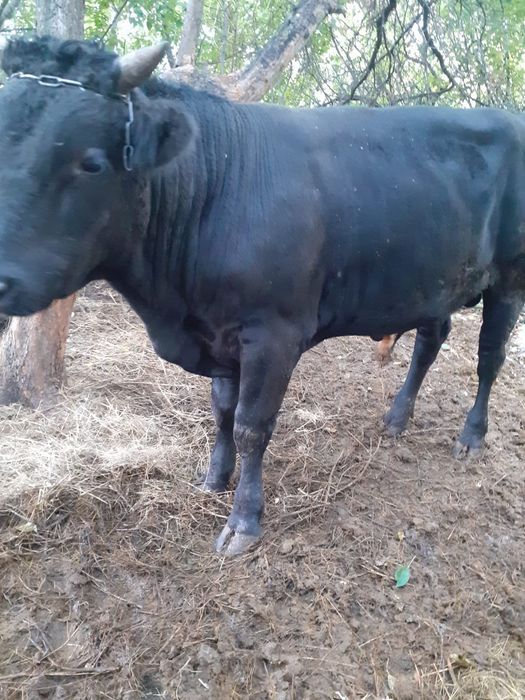 Продам срочно быка