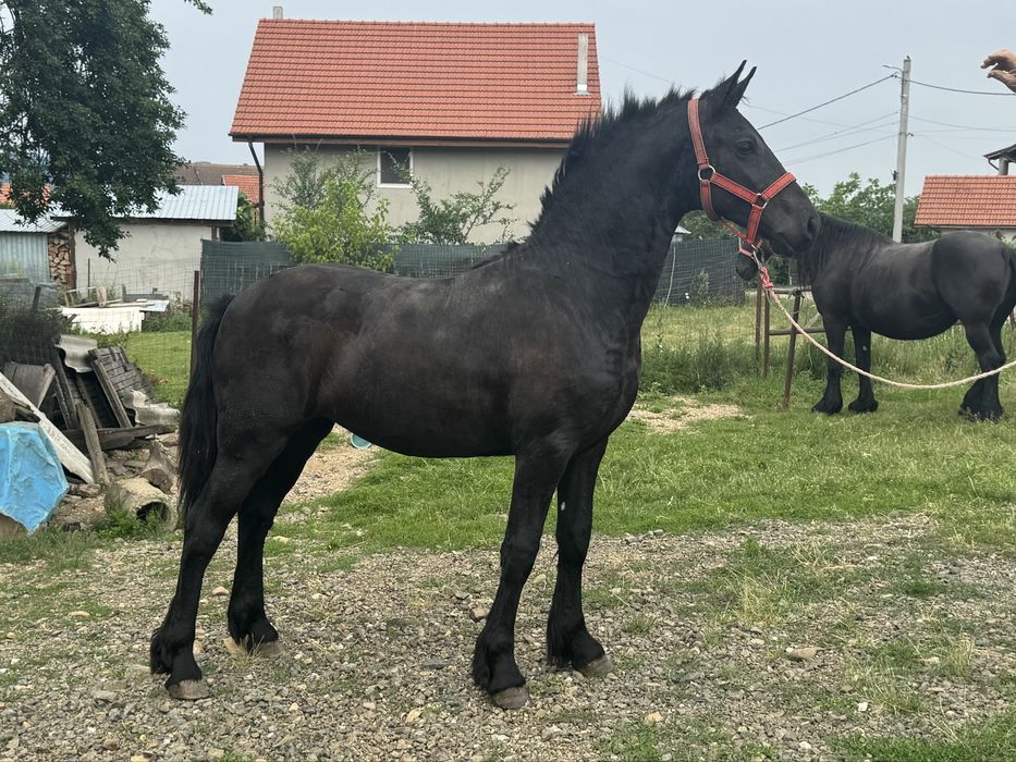 Manza Friesian/Frizian