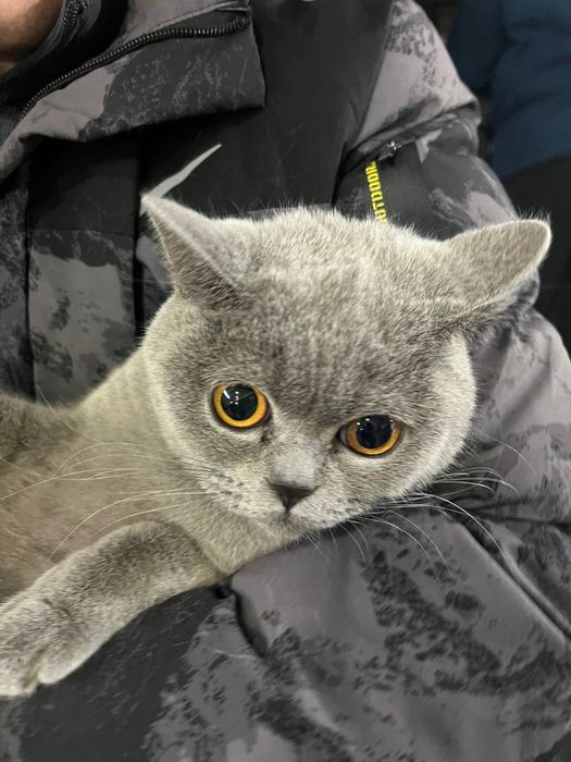 Даром Британские шиншиллы