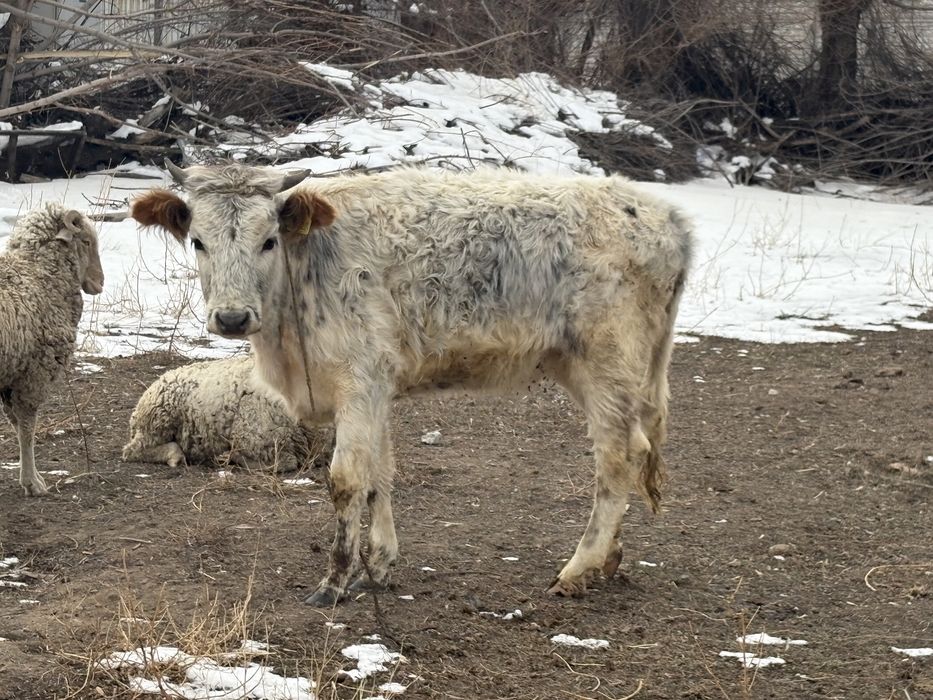 ургашы тайынша сатылады