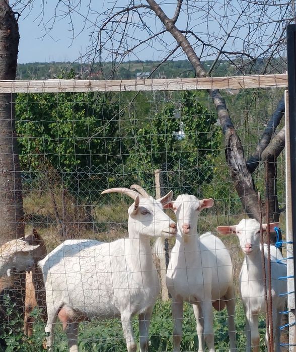 Vând o iada și un tap sannen original