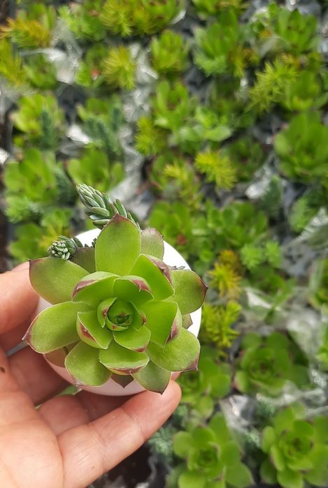 Marturii suculente . La fir de planta sau asamblate