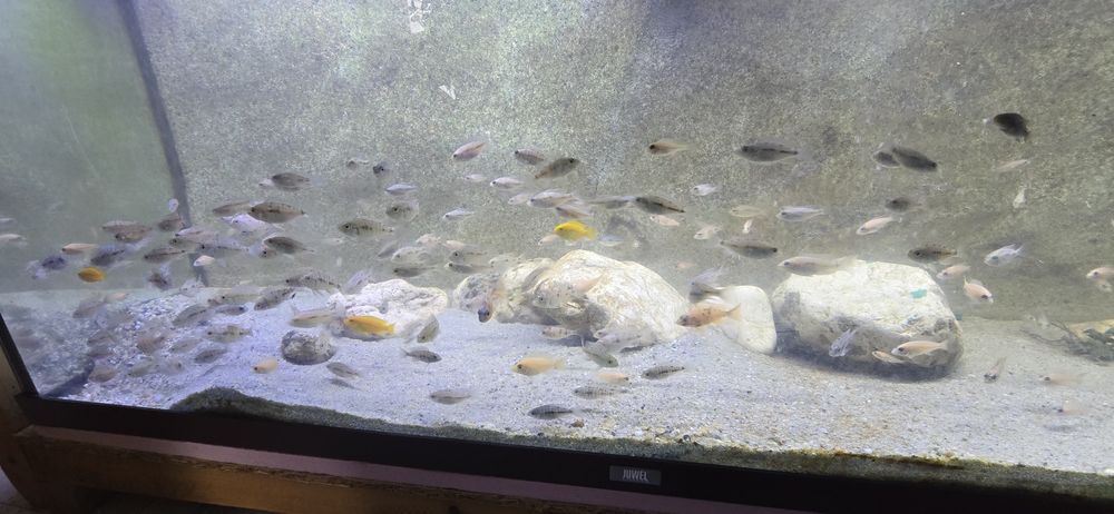 Ciclide africane malawi aulonocara mbuna firefish