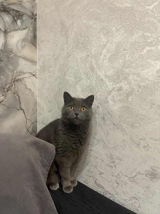 Британская кошечка в добрые руки