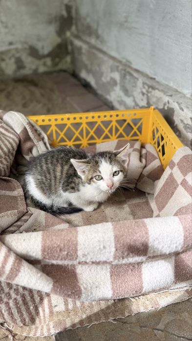 Отдам котят 2 месяца