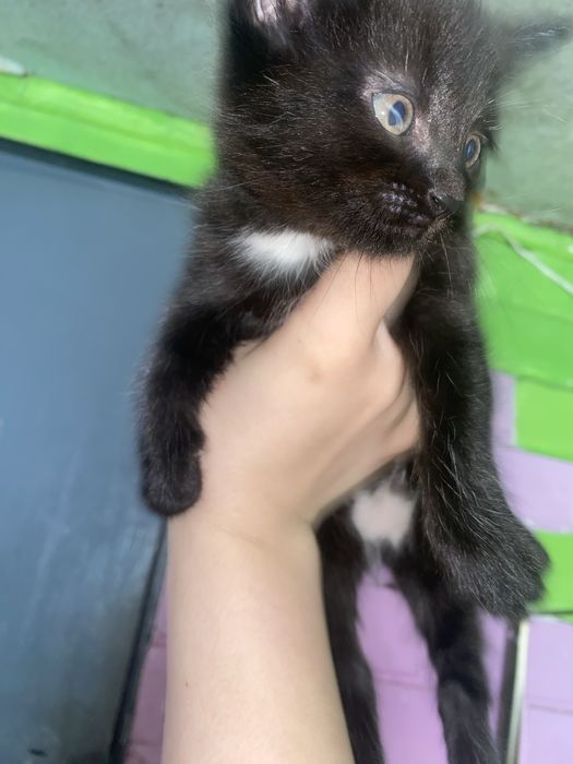 котики (девочки)