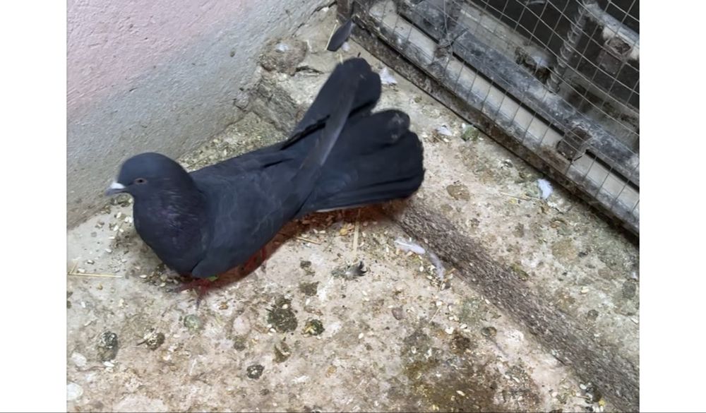 Голуби.  жуки пара ширакохвостые