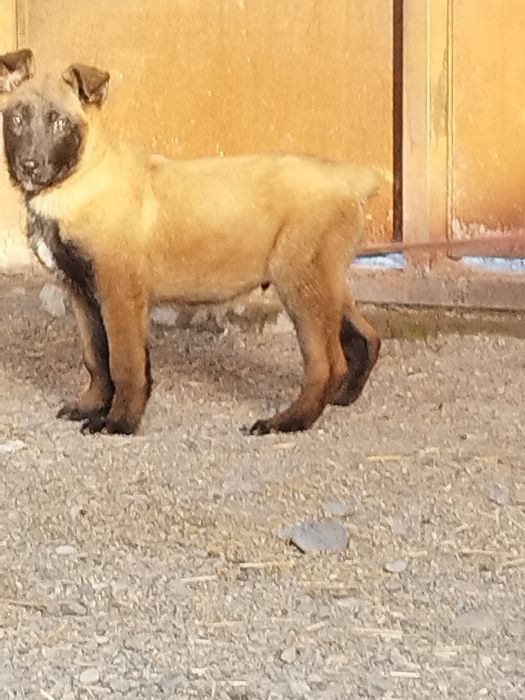 Бельгийский овчарка малинуа