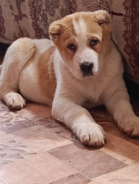 Мощный Алабайчик.