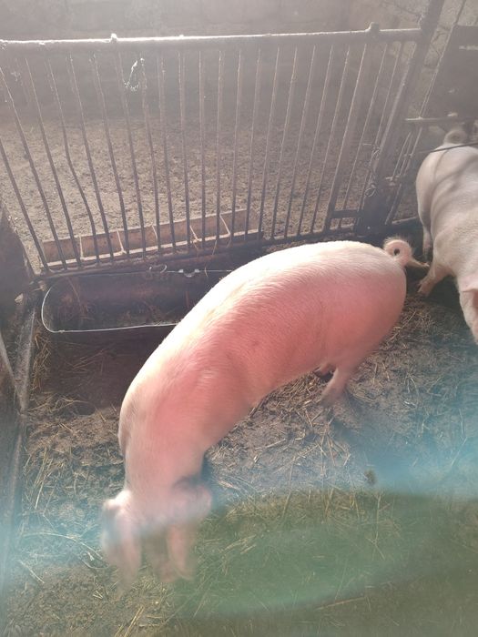 Продавам прасета