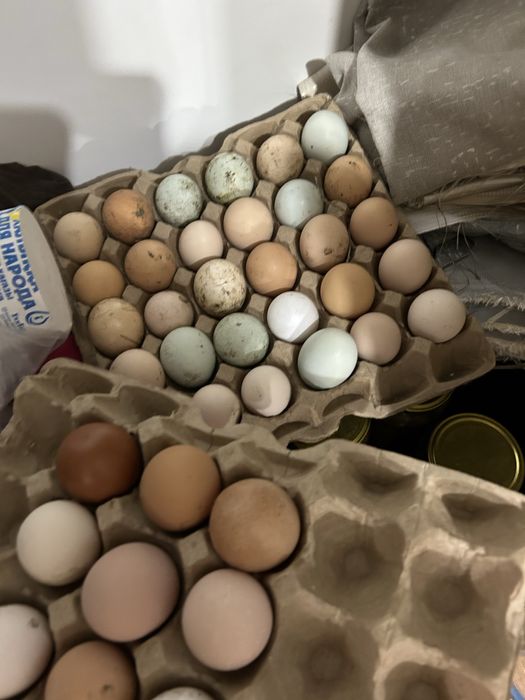 Инкубационные яйца  разная порода