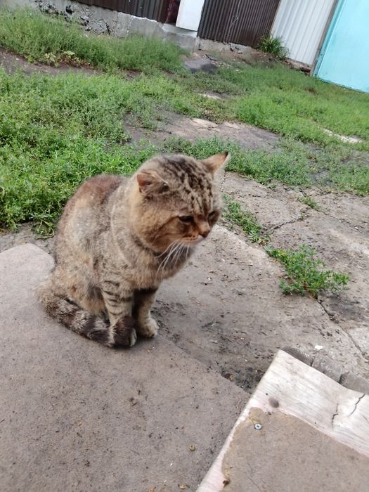 голодный котик в руки(