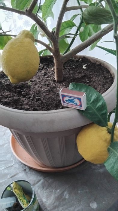 Комнатный лимон Павловский сорт