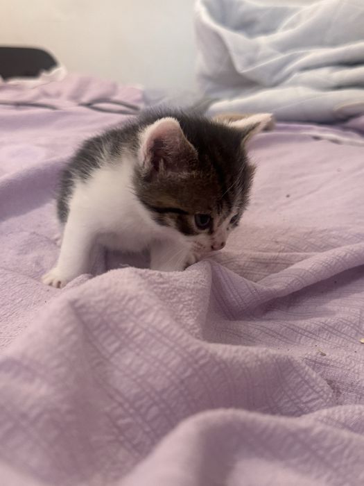 Отдам бесплатно котят