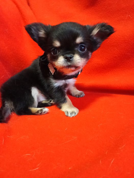 Счастье на ладошке