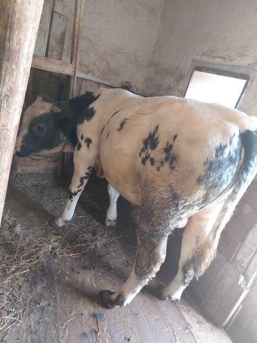 Bou -vârstă până într-un an pret 10 mii de lei