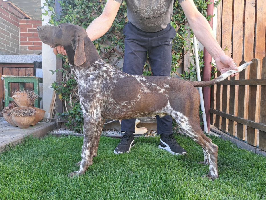 Mascul brac german cu pedigree