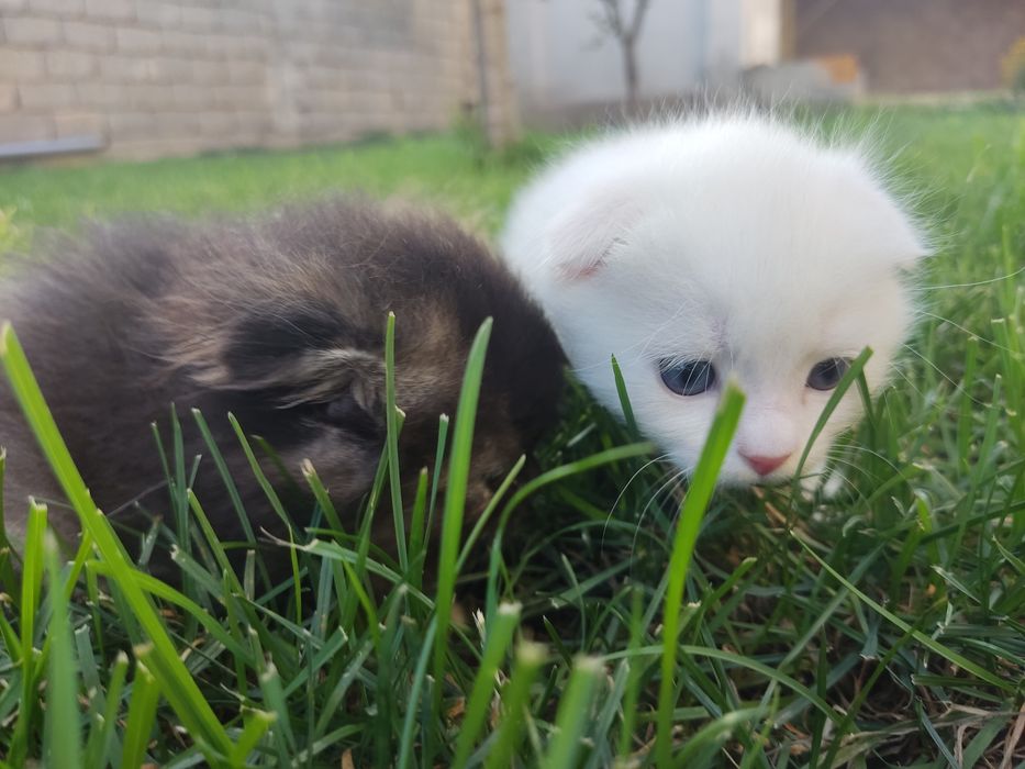 Продам котят,Веслаушки