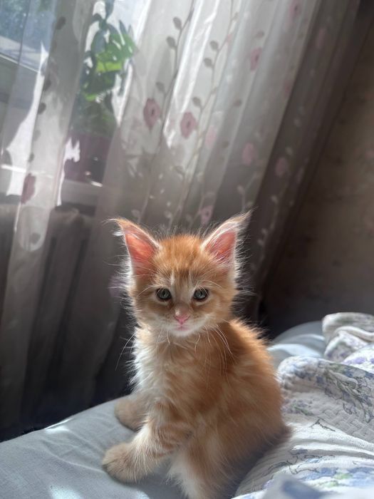 Продается девочка Мейнкун
