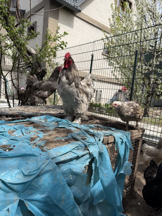 Продам петухов кохинхин варианты обмена